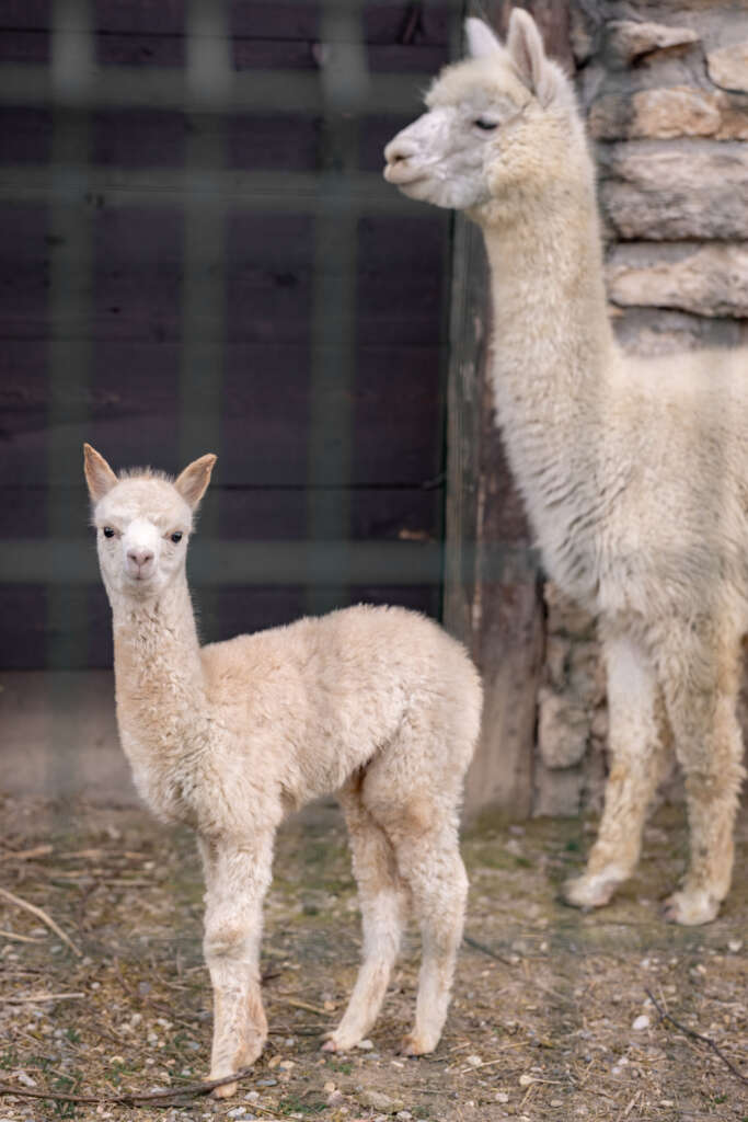 IMG_8373-683×1024-1