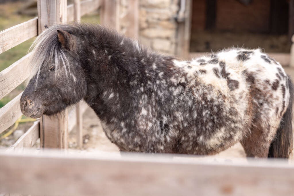 IMG_8376-1024×683-1