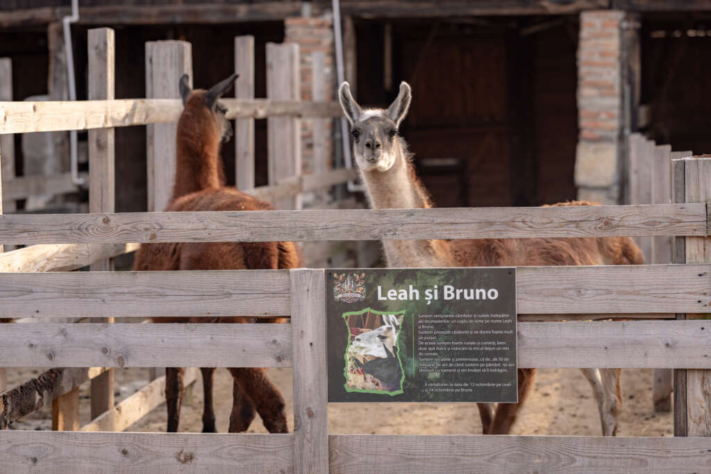 IMG_8381-1024×683-1