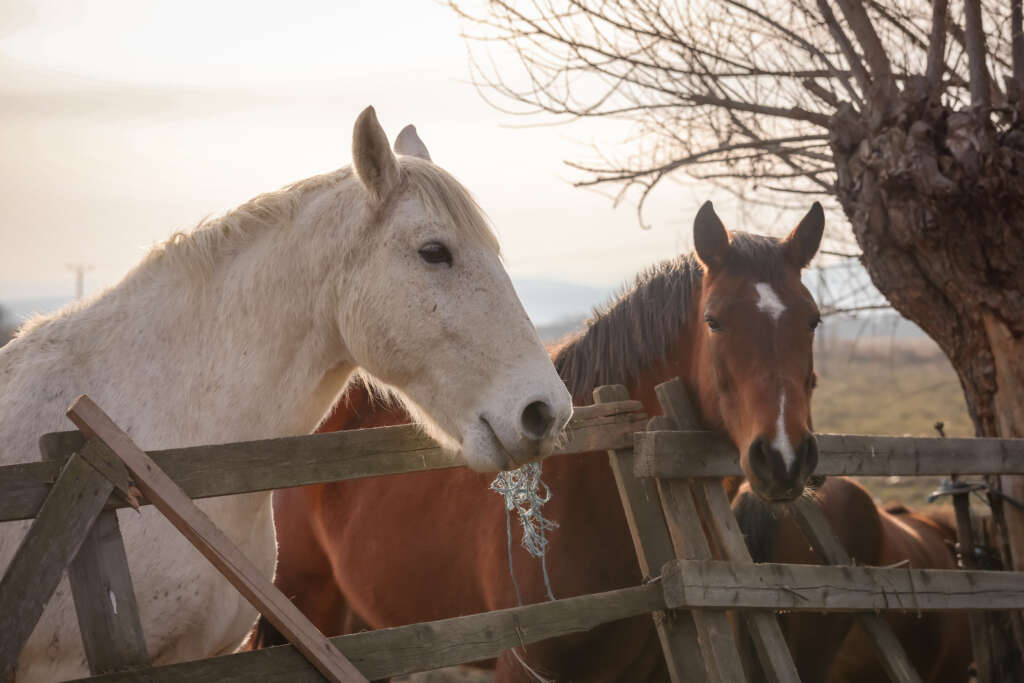 IMG_8382-1024×683-1