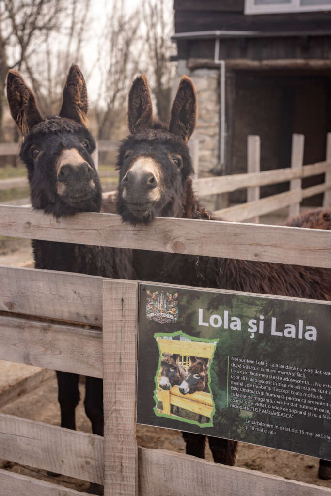 IMG_8386-683×1024-1