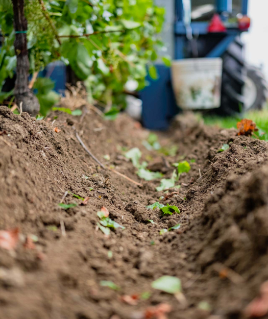 cantina-gallery-molon-luigino-1