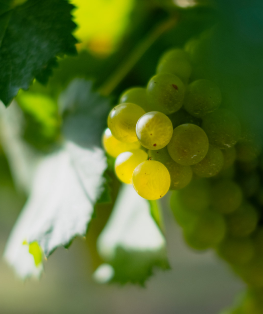 cantina-gallery-molon-luigino-5